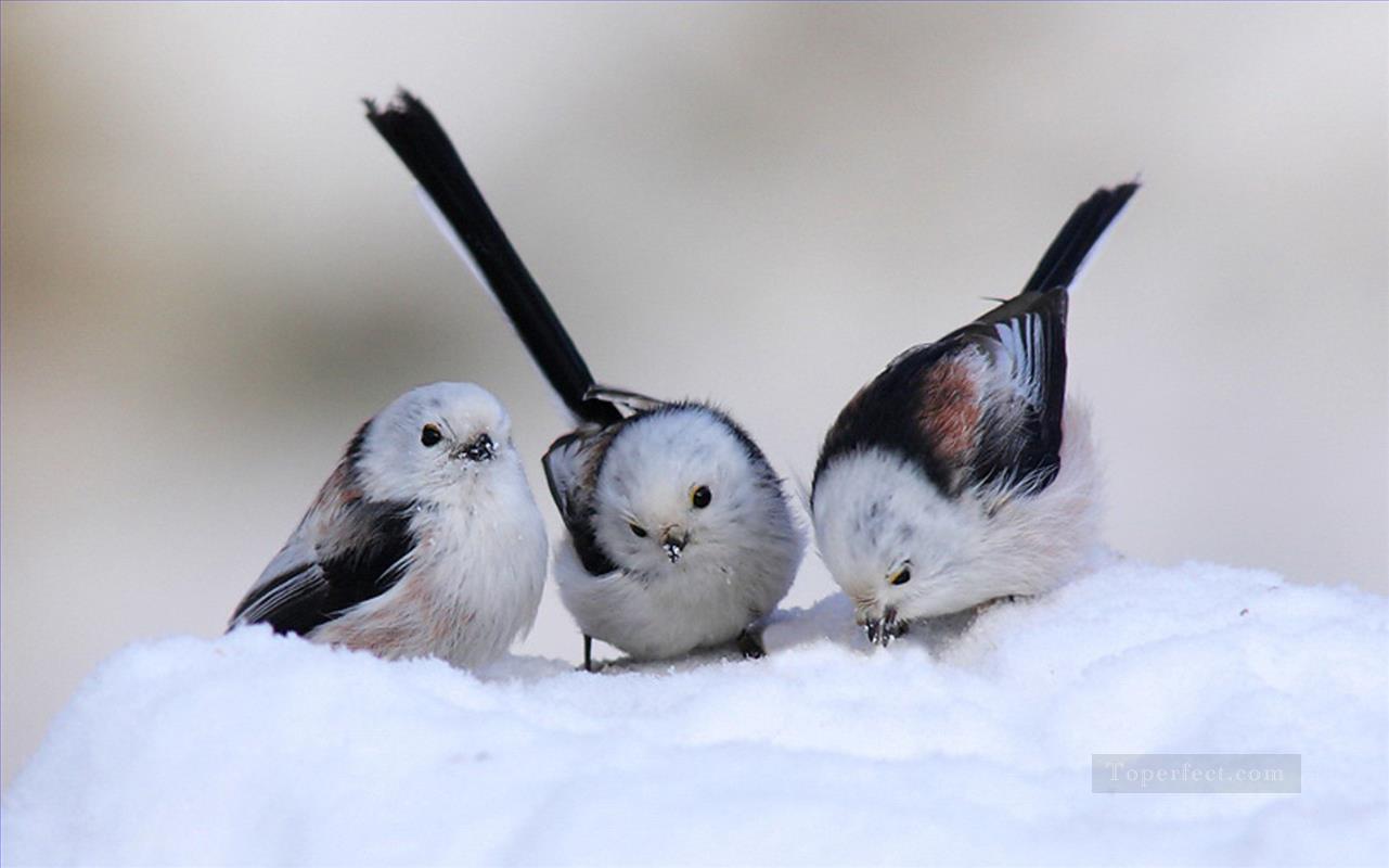 Schnee Vögel Ölgemälde